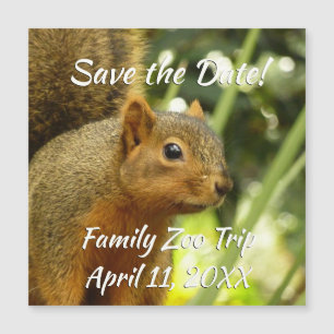 Portret van een eekhoorn Natuur Dierfotografie