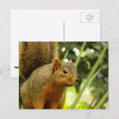 Portret van een eekhoorn Natuur Dierfotografie Briefkaart (Voorkant / Achterkant)
