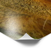 Portret van een eekhoorn Natuur Dierfotografie Foto Afdruk (Hoek)