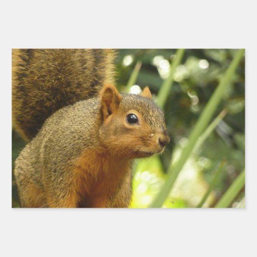 Portret van een eekhoorn Natuur Dierfotografie Inpakpapier Vel (Voorkant)