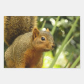 Portret van een eekhoorn Natuur Dierfotografie Inpakpapier Vel (Voorkant 3)