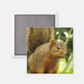 Portret van een eekhoorn Natuur Dierfotografie Magneet (Voorkant / Achterkant)