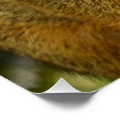 Portret van een eekhoorn Natuur Dierfotografie Poster (Hoek)