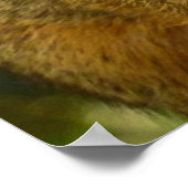 Portret van een eekhoorn Natuur Dierfotografie Poster (Hoek)