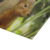 Portret van een eekhoorn Natuur Dierfotografie Snijplank (Hoek)