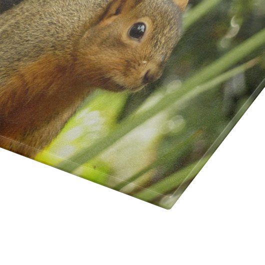Portret van een eekhoorn Natuur Dierfotografie Snijplank (Hoek)