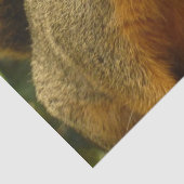 Portret van een eekhoorn Natuur Dierfotografie Tissuepapier (Detail)