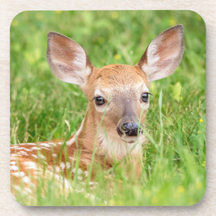 Portret van een Fawn (witte staarten) Bier Onderzetter
