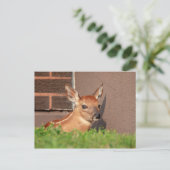 Portret van een Fawn (witte staarten) Briefkaart (Staand voorkant)