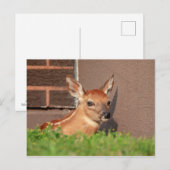 Portret van een Fawn (witte staarten) Briefkaart (Voorkant / Achterkant)