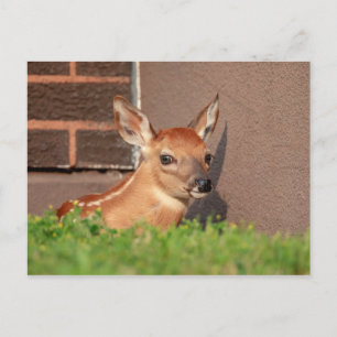 Portret van een Fawn (witte staarten) Briefkaart