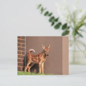 Portret van een Fawn (witte staarten) Briefkaart (Staand voorkant)