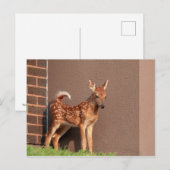 Portret van een Fawn (witte staarten) Briefkaart (Voorkant / Achterkant)
