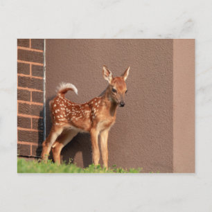 Portret van een Fawn (witte staarten) Briefkaart
