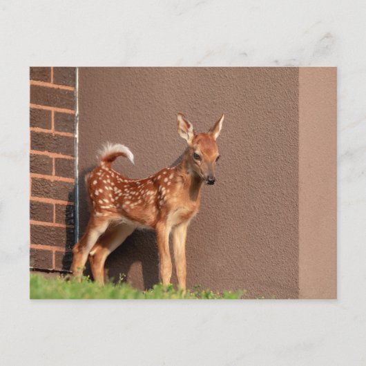 Portret van een Fawn (witte staarten) Briefkaart (Voorkant)