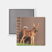 Portret van een Fawn (witte staarten) Magneet (Voorkant / Achterkant)