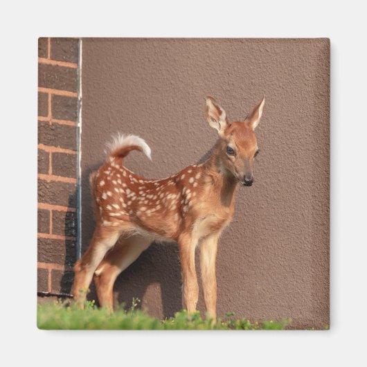 Portret van een Fawn (witte staarten) Magneet (Voorkant)