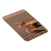 Portret van een Fawn (witte staarten) Magneet (Rechterzijde)