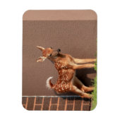 Portret van een Fawn (witte staarten) Magneet (Verticaal)