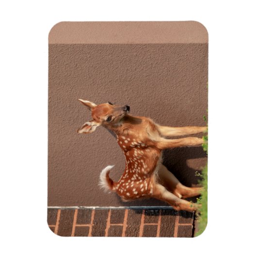 Portret van een Fawn (witte staarten) Magneet (Verticaal)