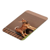 Portret van een Fawn (witte staarten) Magneet (Linkerzijde)