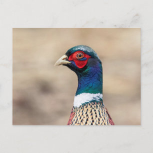 Portret van een fazant briefkaart