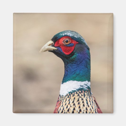 Portret van een fazant magneet (Voorkant)
