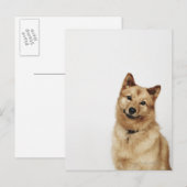 Portret van een Finse Spitz-hond die glimlacht Briefkaart (Voorkant / Achterkant)