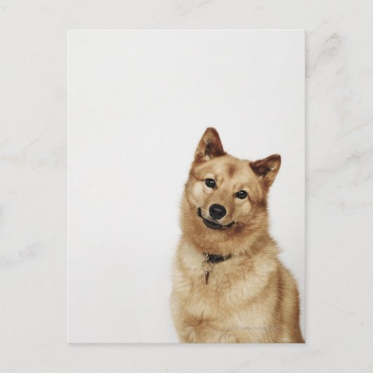 Portret van een Finse Spitz-hond die glimlacht Briefkaart (Voorkant)
