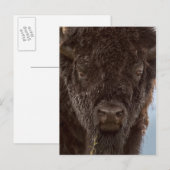 Portret van een gifstier in de regen briefkaart (Voorkant / Achterkant)