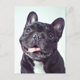 Portret van een Happy French Bulldog Briefkaart