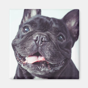 Portret van een Happy French Bulldog Magneet