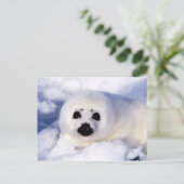 Portret van een Harp Seal Pup Briefkaart (Staand voorkant)