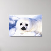 Portret van een Harp Seal Pup Canvas Afdruk (Voorkant)