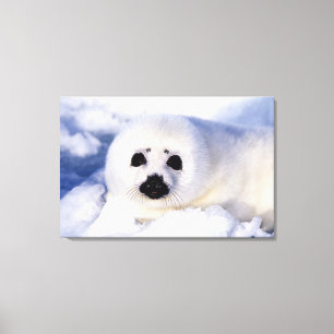 Portret van een Harp Seal Pup Canvas Afdruk