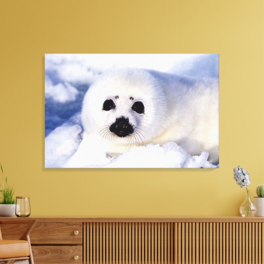 Portret van een Harp Seal Pup Canvas Afdruk (Insitu (Woonkamer))