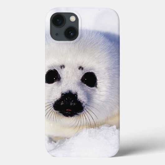 Portret van een Harp Seal Pup Case-Mate iPhone Case (Achterkant)
