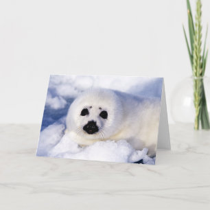 Portret van een Harp Seal Pup Kaart