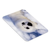 Portret van een Harp Seal Pup Magneet (Rechterzijde)