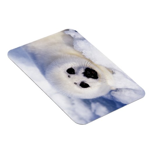 Portret van een Harp Seal Pup Magneet (Rechterzijde)
