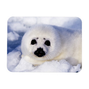 Portret van een Harp Seal Pup Magneet