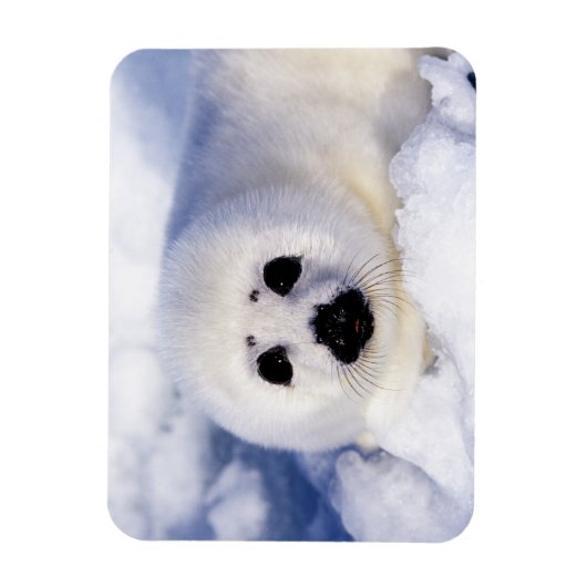 Portret van een Harp Seal Pup Magneet (Verticaal)