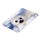 Portret van een Harp Seal Pup Magneet (Linkerzijde)