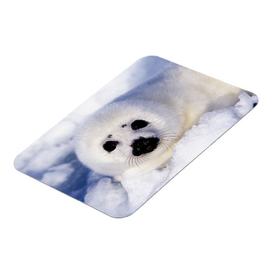 Portret van een Harp Seal Pup Magneet (Linkerzijde)