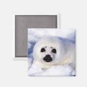 Portret van een Harp Seal Pup Magneet (Voorkant / Achterkant)