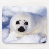 Portret van een Harp Seal Pup Muismat (Voorkant)