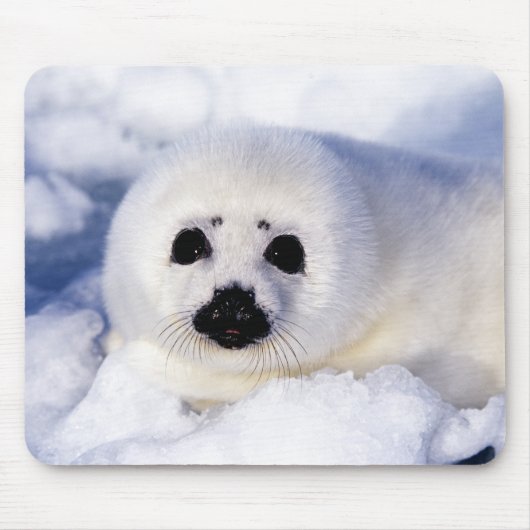 Portret van een Harp Seal Pup Muismat (Voorkant)