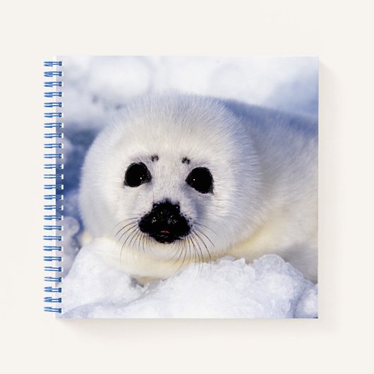 Portret van een Harp Seal Pup Notitieboek (Voorkant)