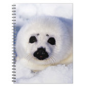 Portret van een Harp Seal Pup Notitieboek (Voorkant)
