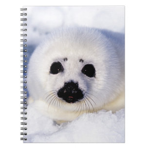 Portret van een Harp Seal Pup Notitieboek